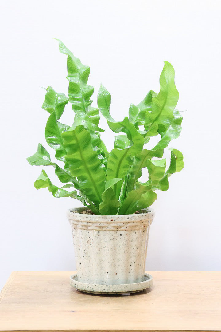 【アスプレニウム クリスピーウェーブ】APEGOの推しPOT！ウェーブした葉形がたまらなくかわいいんです！日陰に強く育てやすい観葉植物です！