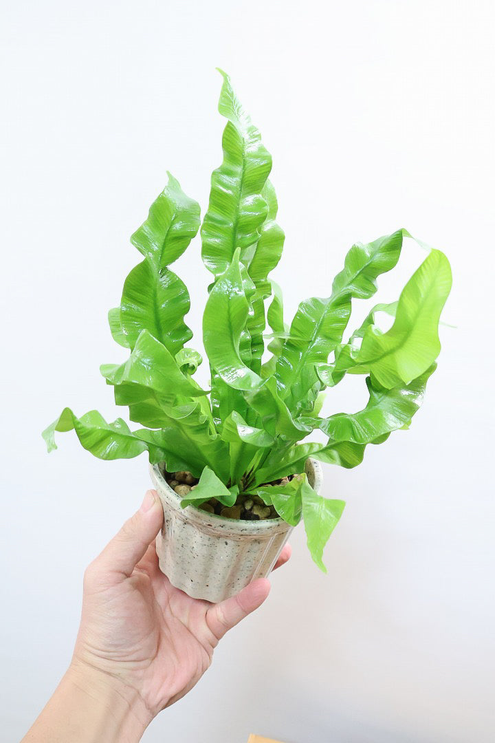 【アスプレニウム クリスピーウェーブ】APEGOの推しPOT！ウェーブした葉形がたまらなくかわいいんです！日陰に強く育てやすい観葉植物です！