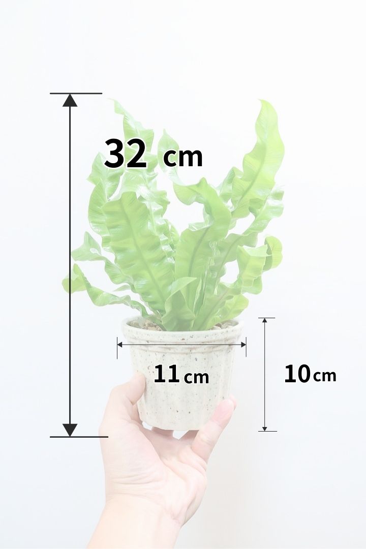 【アスプレニウム クリスピーウェーブ】APEGOの推しPOT！ウェーブした葉形がたまらなくかわいいんです！日陰に強く育てやすい観葉植物です！