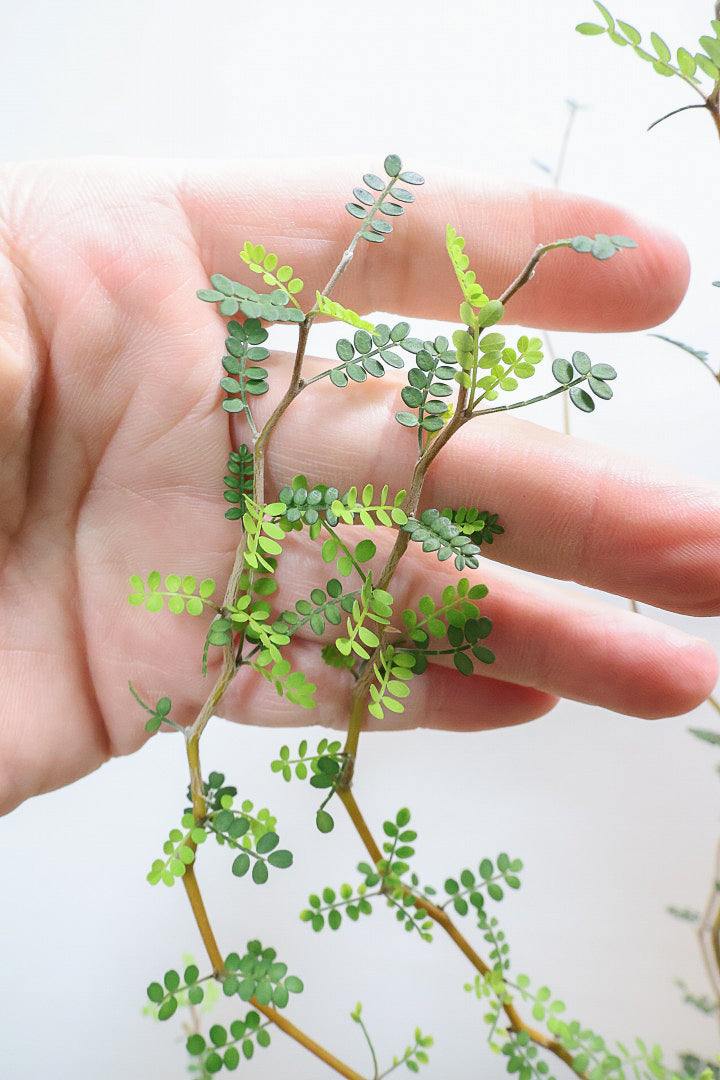 【ソフォラ リトルベイビー】ミニミニのかわいい葉っぱがかわいい!育てやすい観葉植物! 寒さに強いです！