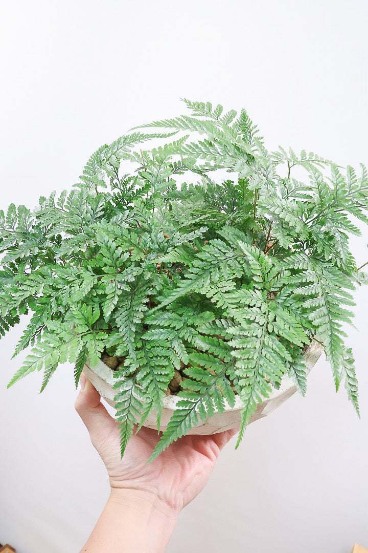 トキワシノブW60974| 観葉植物の通信販売 | APEGO(アペーゴ)