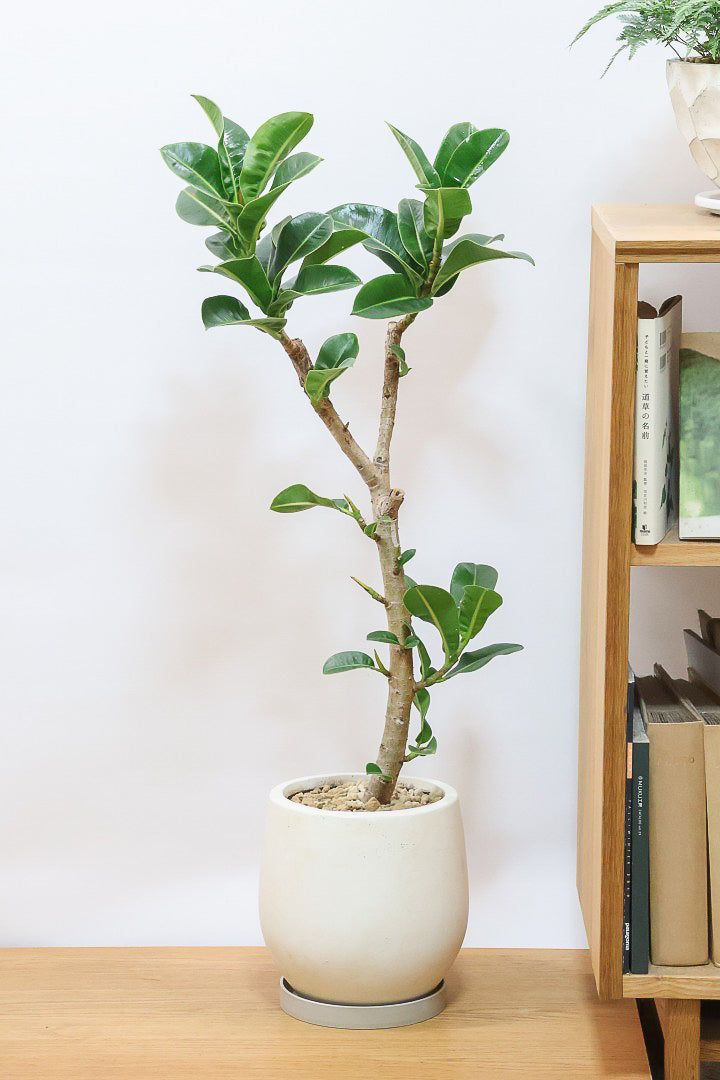 【フィカス アポロゴム】飾りやすいサイズ！ダークグリーンの葉がとても美しいスタイリッシュな観葉植物！