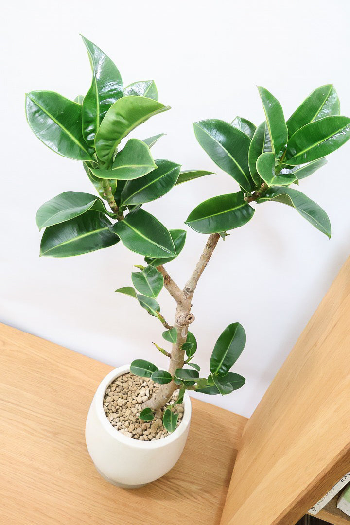 【フィカス アポロゴム】飾りやすいサイズ！ダークグリーンの葉がとても美しいスタイリッシュな観葉植物！