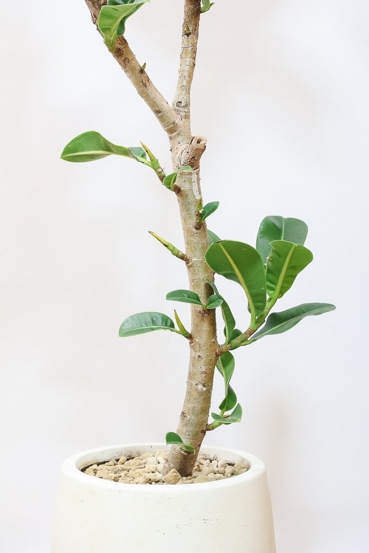 【フィカス アポロゴム】飾りやすいサイズ！ダークグリーンの葉がとても美しいスタイリッシュな観葉植物！