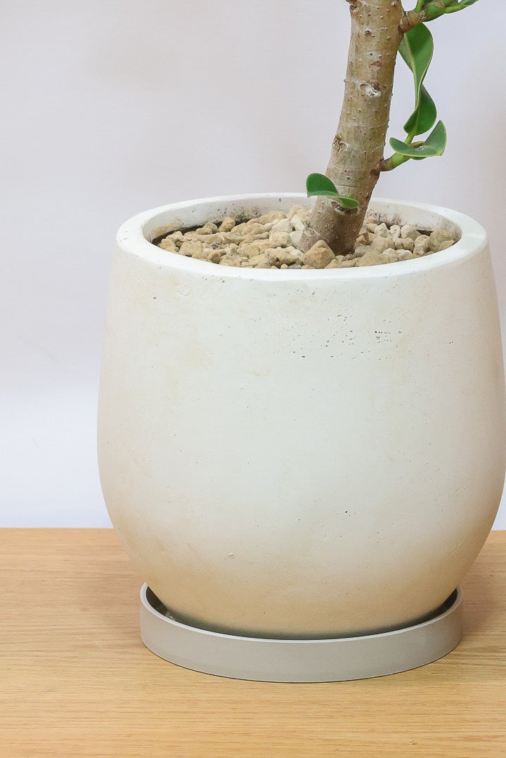 【フィカス アポロゴム】飾りやすいサイズ！ダークグリーンの葉がとても美しいスタイリッシュな観葉植物！