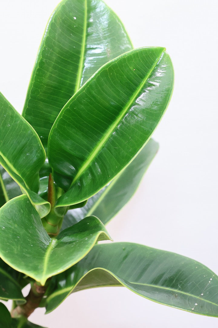 【フィカス アポロゴム】飾りやすいサイズ！ダークグリーンの葉がとても美しいスタイリッシュな観葉植物！