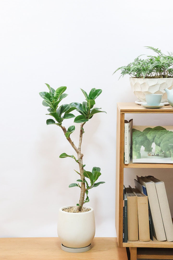 【フィカス アポロゴム】飾りやすいサイズ！ダークグリーンの葉がとても美しいスタイリッシュな観葉植物！