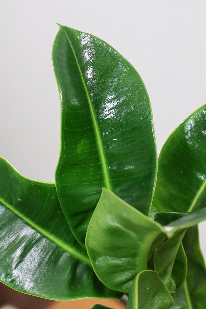 【フィカス アポロゴム】飾りやすいサイズ！ダークグリーンの葉がとても美しいスタイリッシュな観葉植物！