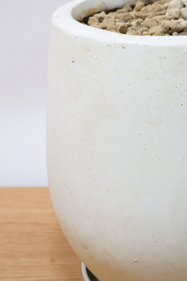 【フィカス アポロゴム】飾りやすいサイズ！ダークグリーンの葉がとても美しいスタイリッシュな観葉植物！