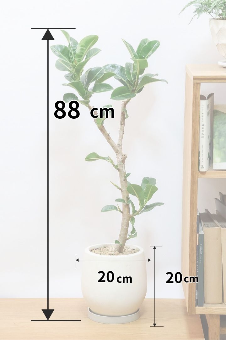 【フィカス アポロゴム】飾りやすいサイズ！ダークグリーンの葉がとても美しいスタイリッシュな観葉植物！