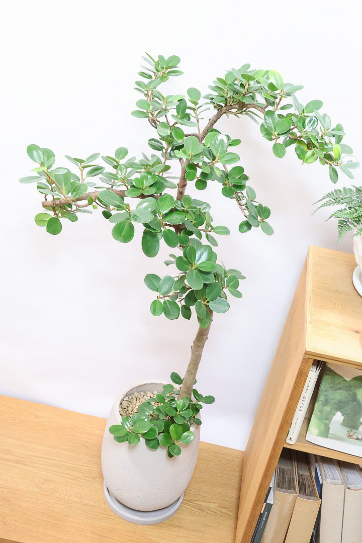 パンダガジュマルGIV60976| 観葉植物の通信販売 | APEGO(アペーゴ)