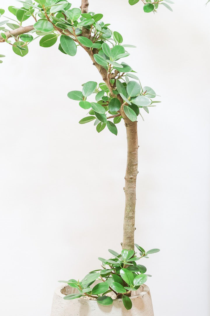 パンダガジュマルGIV60976| 観葉植物の通信販売 | APEGO(アペーゴ)