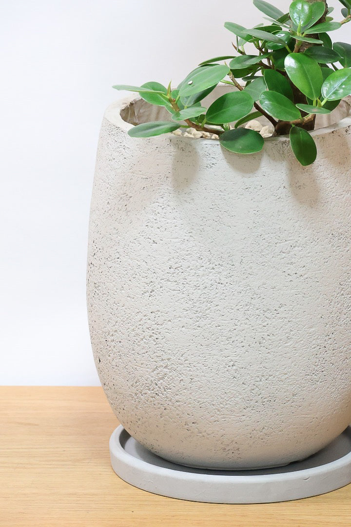 パンダガジュマルGIV60976| 観葉植物の通信販売 | APEGO(アペーゴ)