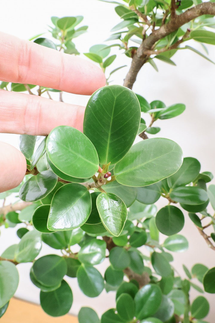 パンダガジュマルGIV60976| 観葉植物の通信販売 | APEGO(アペーゴ)