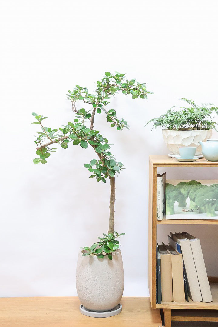 パンダガジュマルGIV60976| 観葉植物の通信販売 | APEGO(アペーゴ)