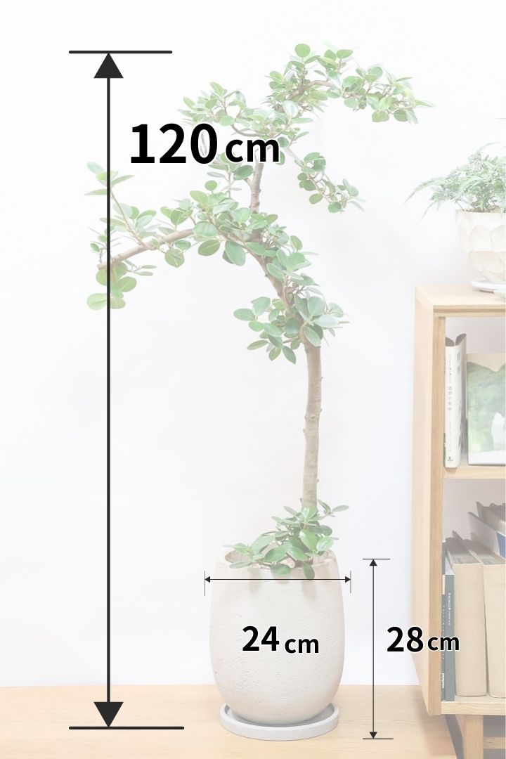 パンダガジュマルGIV60976| 観葉植物の通信販売 | APEGO(アペーゴ)