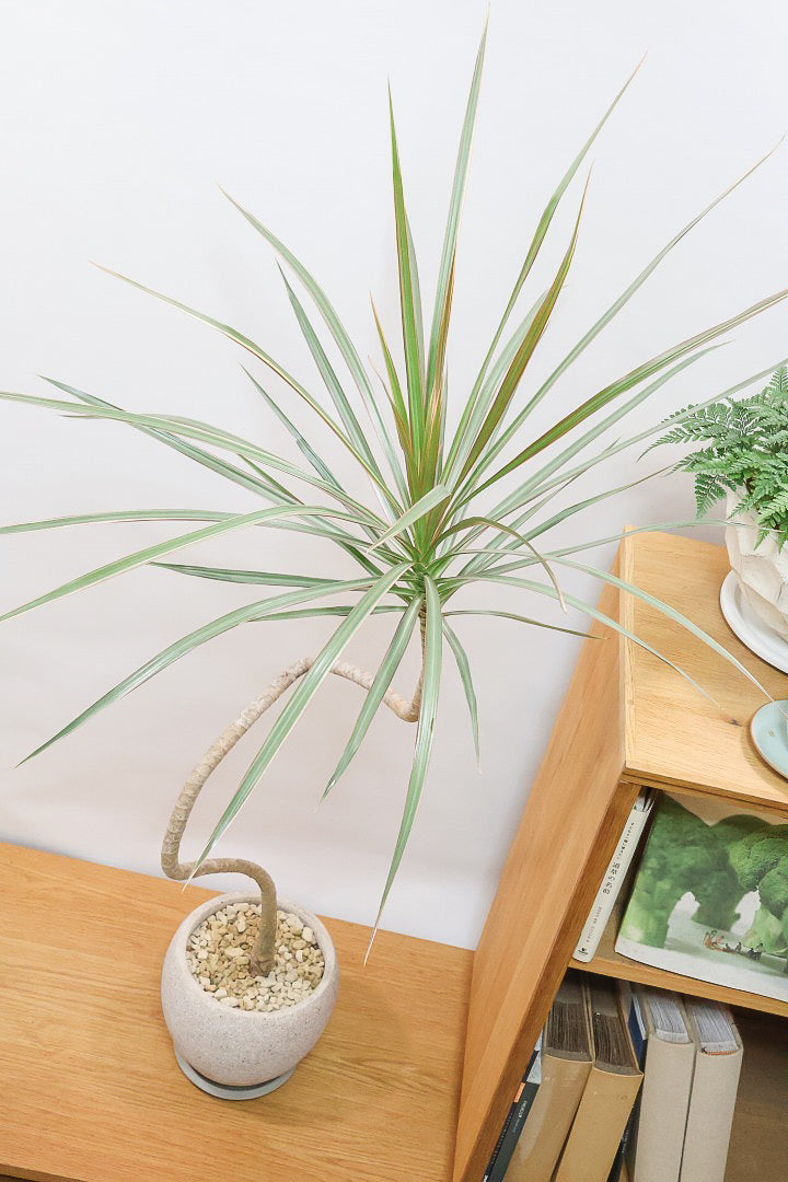 【コンシンネ トリカラー】スタイリッシュな樹形！このような樹形のトリカラーはめったに出会えませんのでぜひ！