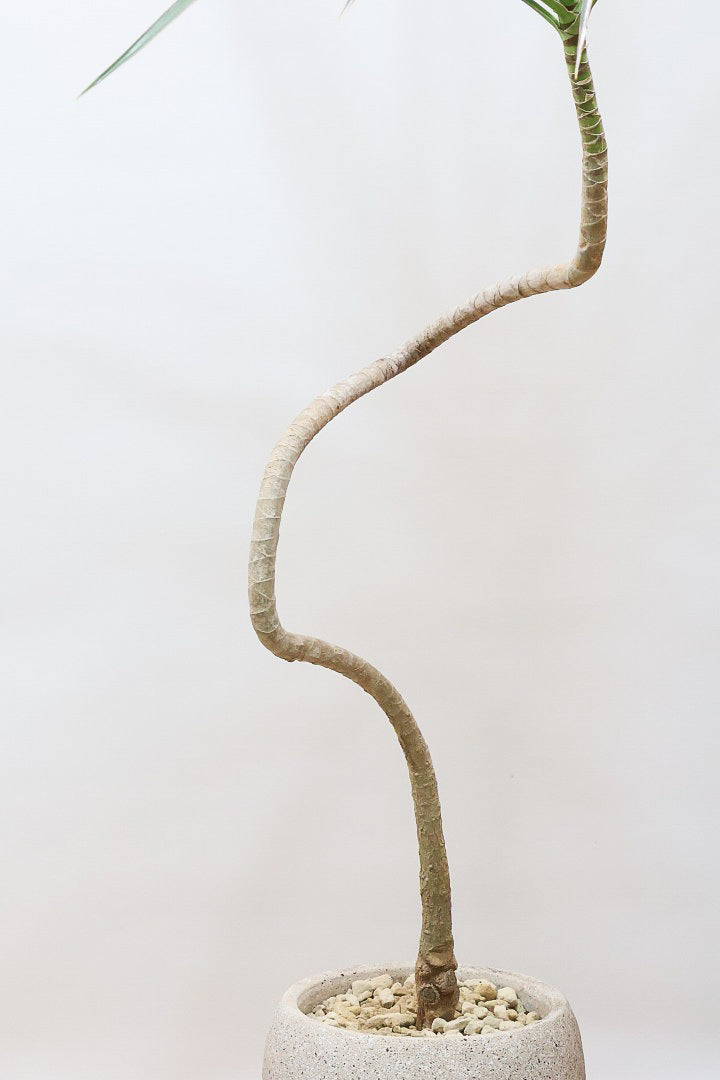 コンシンネ トリカラーCO60977| 観葉植物の通信販売 | APEGO(アペーゴ)