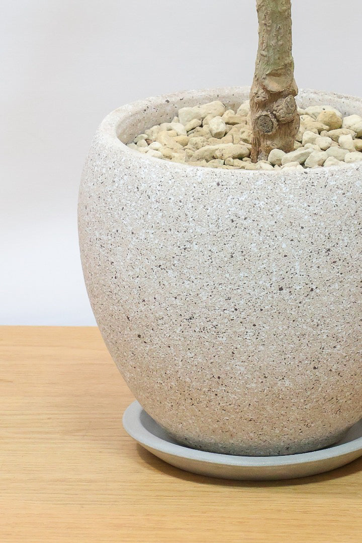 【コンシンネ トリカラー】スタイリッシュな樹形！このような樹形のトリカラーはめったに出会えませんのでぜひ！