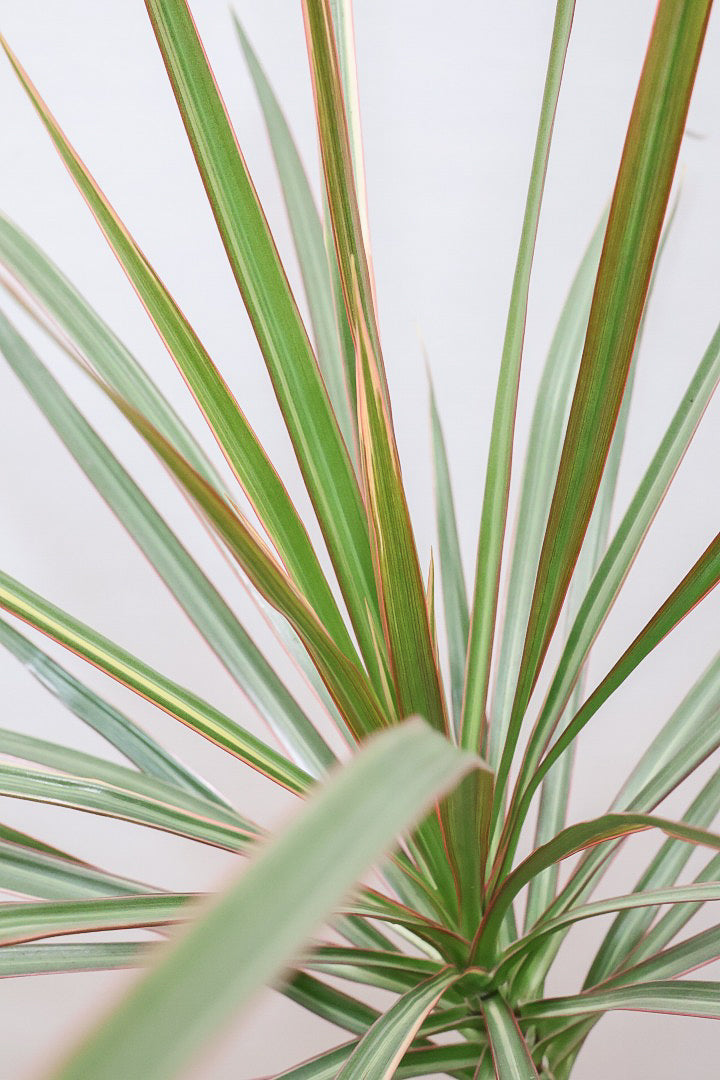 【コンシンネ トリカラー】スタイリッシュな樹形！このような樹形のトリカラーはめったに出会えませんのでぜひ！