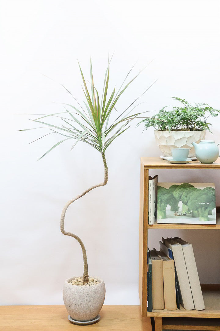 【コンシンネ トリカラー】スタイリッシュな樹形！このような樹形のトリカラーはめったに出会えませんのでぜひ！