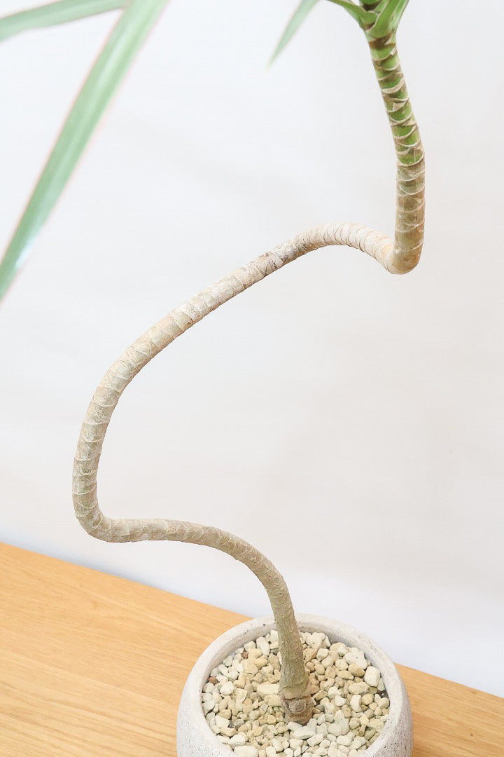 【コンシンネ トリカラー】スタイリッシュな樹形！このような樹形のトリカラーはめったに出会えませんのでぜひ！