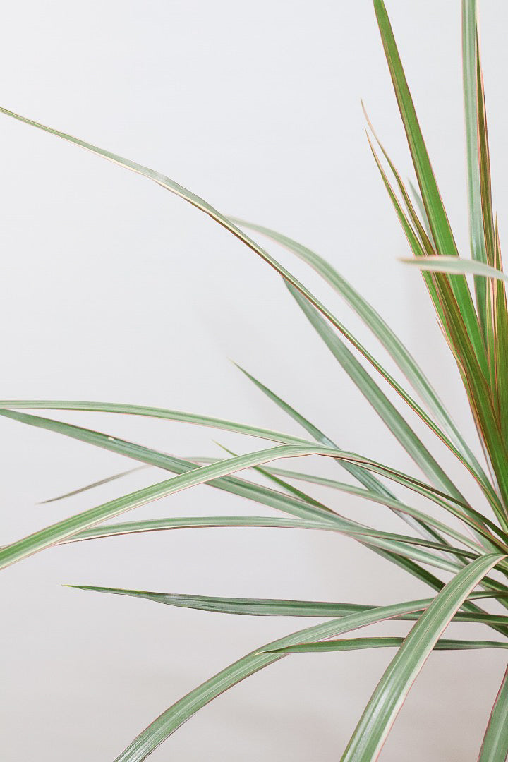 【コンシンネ トリカラー】スタイリッシュな樹形！このような樹形のトリカラーはめったに出会えませんのでぜひ！