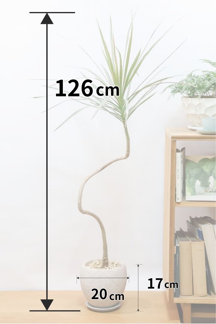 【コンシンネ トリカラー】スタイリッシュな樹形！このような樹形のトリカラーはめったに出会えませんのでぜひ！