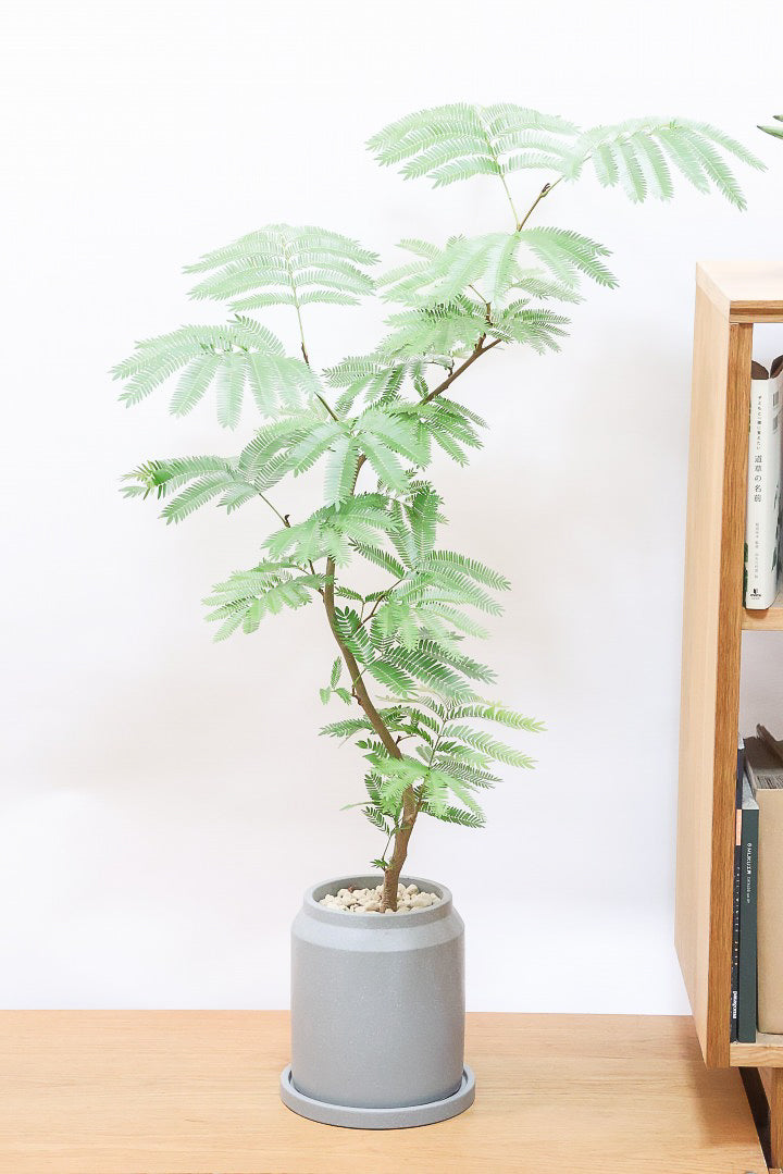 【エバーフレッシュ】シンプルなデザインのＰＯＴ！そして雰囲気のある素敵な樹形！葉のバランスがとてもイイ感じですのでおススメです！