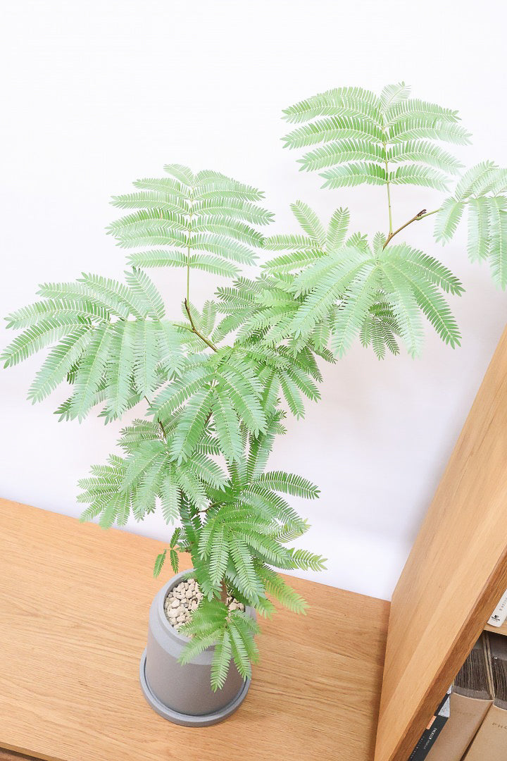 【エバーフレッシュ】シンプルなデザインのＰＯＴ！そして雰囲気のある素敵な樹形！葉のバランスがとてもイイ感じですのでおススメです！