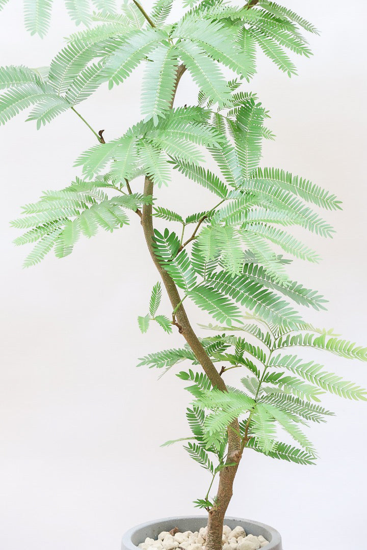 【エバーフレッシュ】シンプルなデザインのＰＯＴ！そして雰囲気のある素敵な樹形！葉のバランスがとてもイイ感じですのでおススメです！