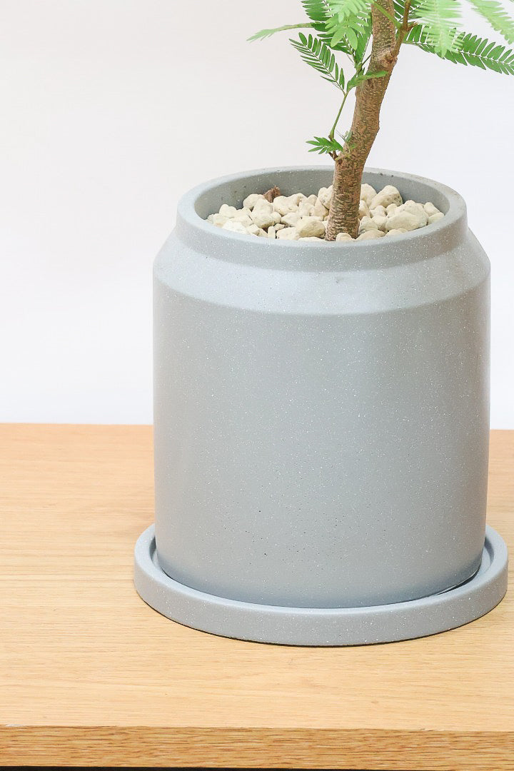 【エバーフレッシュ】シンプルなデザインのＰＯＴ！そして雰囲気のある素敵な樹形！葉のバランスがとてもイイ感じですのでおススメです！