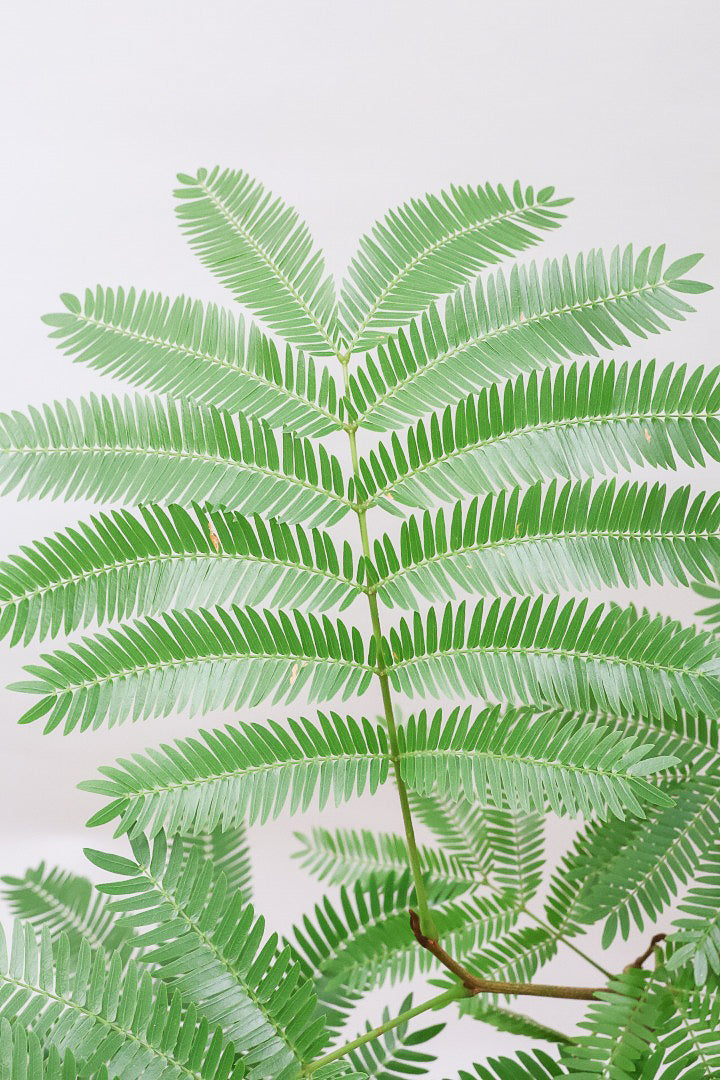 【エバーフレッシュ】シンプルなデザインのＰＯＴ！そして雰囲気のある素敵な樹形！葉のバランスがとてもイイ感じですのでおススメです！