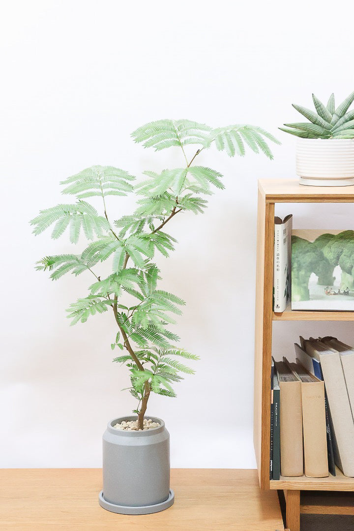 【エバーフレッシュ】シンプルなデザインのＰＯＴ！そして雰囲気のある素敵な樹形！葉のバランスがとてもイイ感じですのでおススメです！