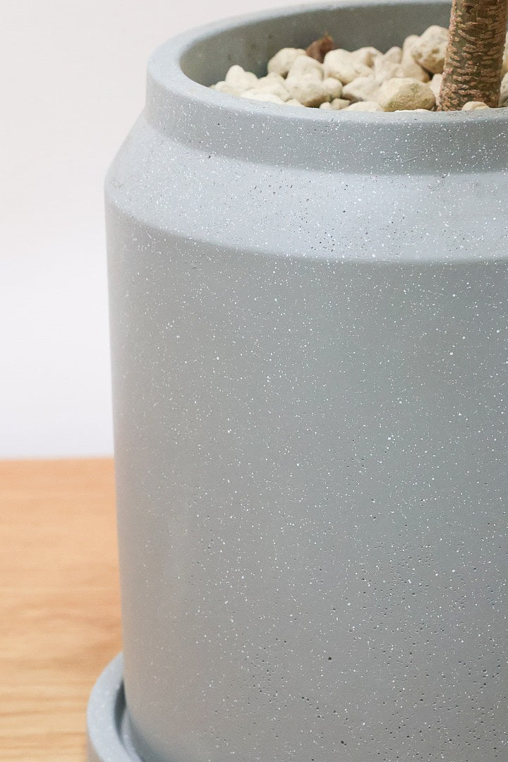 【エバーフレッシュ】シンプルなデザインのＰＯＴ！そして雰囲気のある素敵な樹形！葉のバランスがとてもイイ感じですのでおススメです！