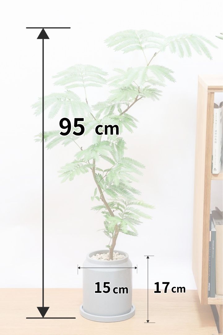 【エバーフレッシュ】シンプルなデザインのＰＯＴ！そして雰囲気のある素敵な樹形！葉のバランスがとてもイイ感じですのでおススメです！