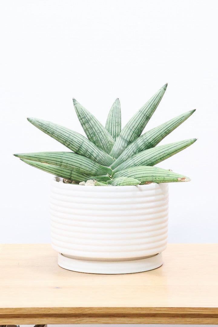 【サンスベリア ルーキー】今回は少し大き目サイズ！葉の模様がとても美しい希少種！いいサイズ感です！