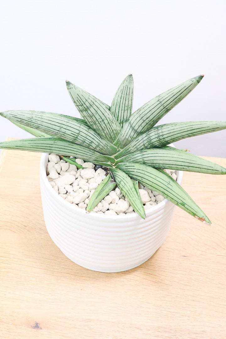 サンスベリア ルーキー W60984A| 観葉植物の通信販売 | APEGO(アペーゴ)