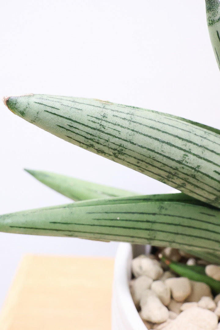 【サンスベリア ルーキー】今回は少し大き目サイズ！葉の模様がとても美しい希少種！いいサイズ感です！