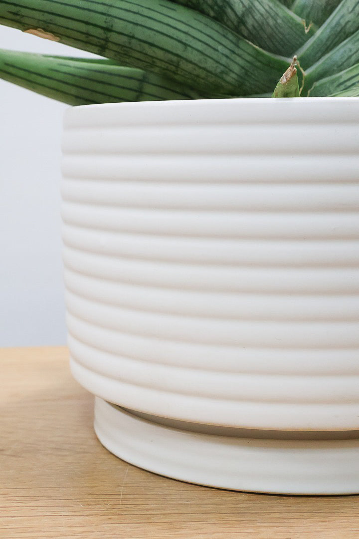 【サンスベリア ルーキー】今回は少し大き目サイズ！葉の模様がとても美しい希少種！いいサイズ感です！