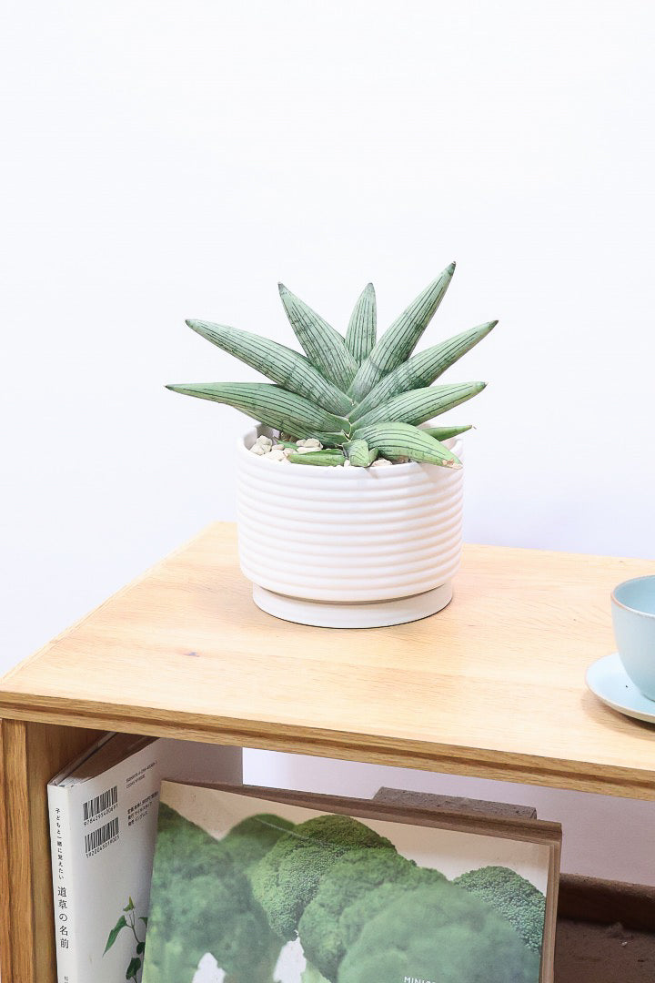 【サンスベリア ルーキー】今回は少し大き目サイズ！葉の模様がとても美しい希少種！いいサイズ感です！