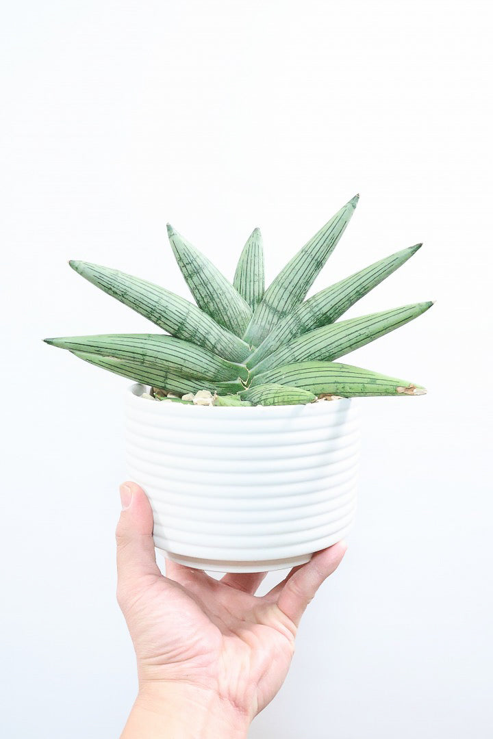 【サンスベリア ルーキー】今回は少し大き目サイズ！葉の模様がとても美しい希少種！いいサイズ感です！