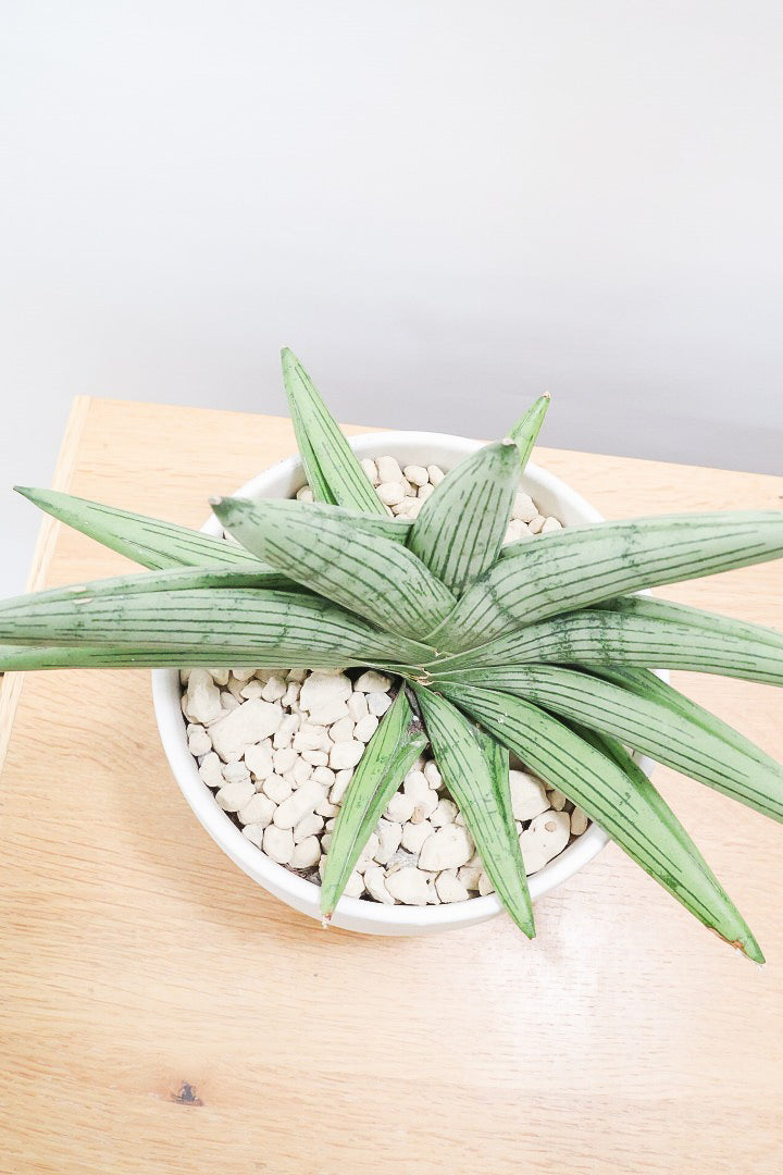 サンセベリア　ES849 サンセベリア ES849 サンセベリア ES.849 斑入「Sansevieria ES. 849