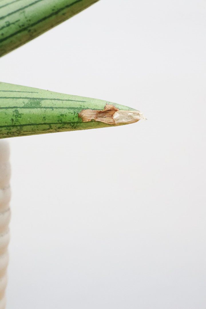 【サンスベリア ルーキー】今回は少し大き目サイズ！葉の模様がとても美しい希少種！いいサイズ感です！