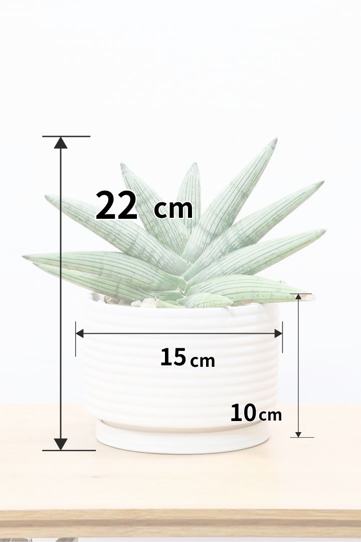 【サンスベリア ルーキー】今回は少し大き目サイズ！葉の模様がとても美しい希少種！いいサイズ感です！