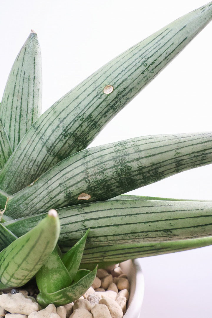 【サンスベリア ルーキー】かわいい子株が出てきています！葉の模様がとても美しい希少種！いいサイズ感です！