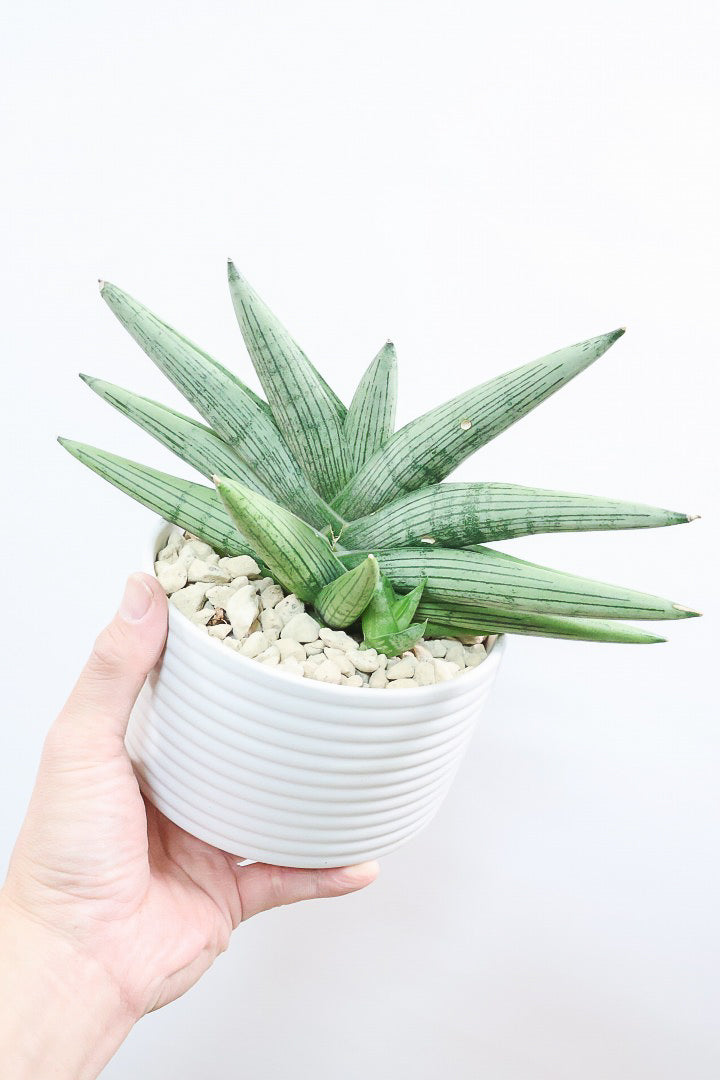 【サンスベリア ルーキー】かわいい子株が出てきています！葉の模様がとても美しい希少種！いいサイズ感です！