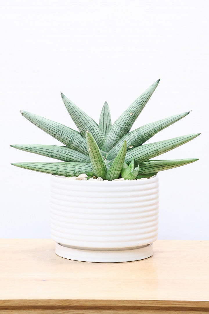 【サンスベリア ルーキー】かわいい子株が出てきています！葉の模様がとても美しい希少種！いいサイズ感です！