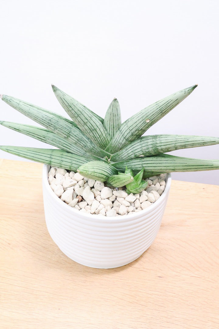 【サンスベリア ルーキー】かわいい子株が出てきています！葉の模様がとても美しい希少種！いいサイズ感です！