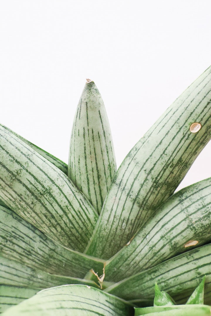 【サンスベリア ルーキー】かわいい子株が出てきています！葉の模様がとても美しい希少種！いいサイズ感です！